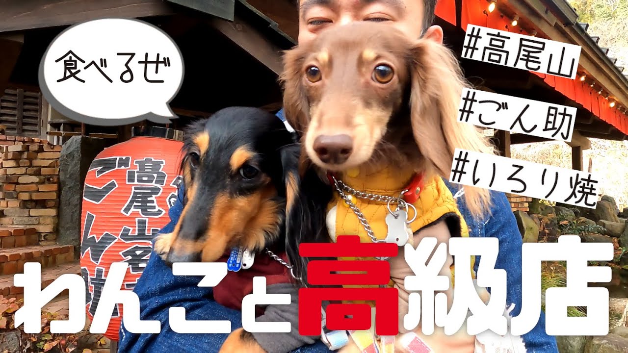 犬連れ八王子ランチ】高尾山ごん助に愛犬ダックス(暴れん坊)とちょっと