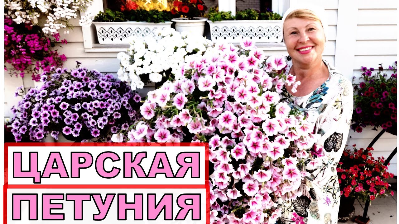 Эта Петуния затмит всех. Поистине Царская петуния. Лучшие сорта Оперы