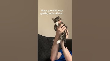 Thumbnail of She wild #fyp #foryoupage #catsoftiktok #kittensoftiktok