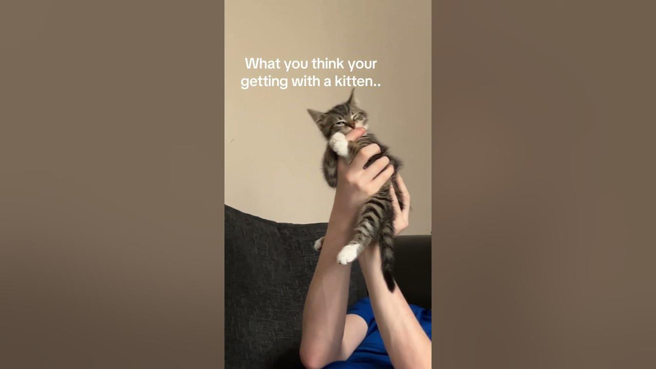 She wild #fyp #foryoupage #catsoftiktok #kittensoftiktok