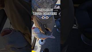 Finally a decent Blue! #shortvideo #fishing #trackerboats #catchandrelease