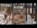 The Only 3 Things I Focus on When Scouting Whitetails in January