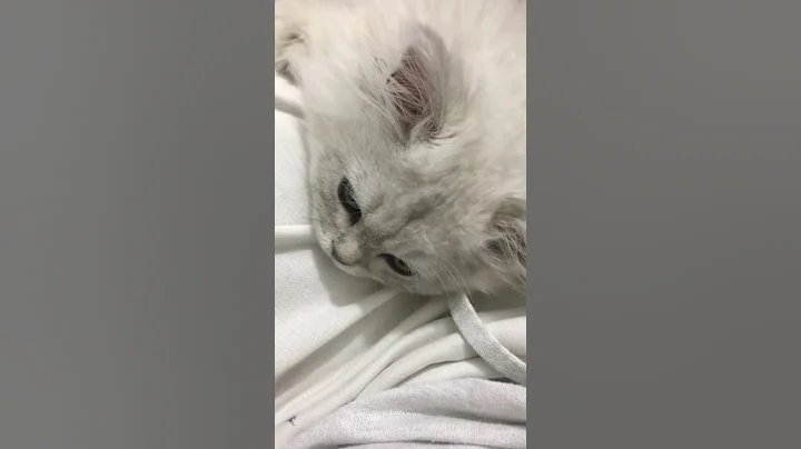 Watch the video about Lilu The Persian Chinchilla Silver Shaded Cat.