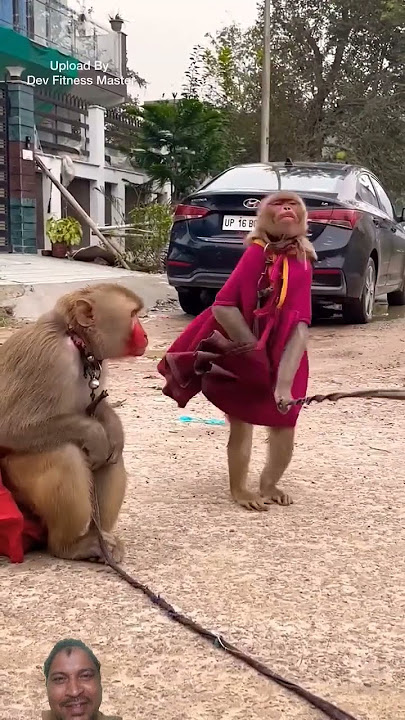 Bandar bandariya ka Nach gana #monkey #funny #comedy #cute #animals