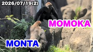 モンタくんとモモカさんの同居練習【一般公開54日目】（Monta and Momoka living together）2026.07.19（２）