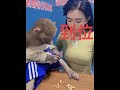 The monkey has become a spirit, so realistic! 😄 #monkey #cute #animals