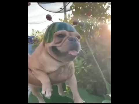 ШОК, ЛЕТАЮЩАЯ СОБАКА! - YouTube