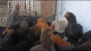 видео: Пастила готова😋👍 Соединили молодок с курочками 🐔🐥 Сколько выросло миндаля 🥜Дальнейшие планы🏡 картинка: Пастила готова😋👍 Соединили молодок с курочками 🐔🐥 Сколько выросло миндаля 🥜Дальнейшие планы🏡