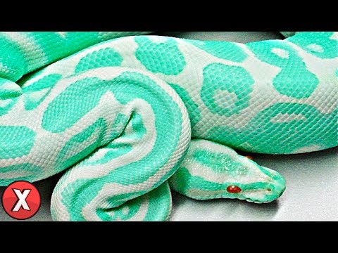 Vídeo: As Cobras Mais Gordas