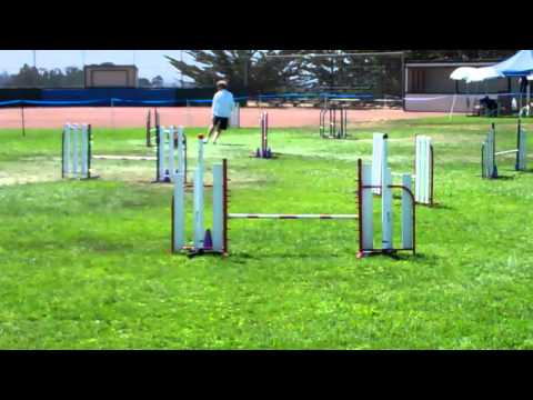 Lucas the Rifleman - USDAA Jumpers Master