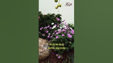 Loại cỏ tốt nhất cho sân vườn #koji #sanvuondep #cakoidep #thietkenhadep