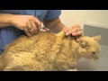 Local Experts Granite City Pet Hospital: How to Inject a Cat