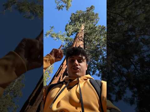 Biggest Tree In
