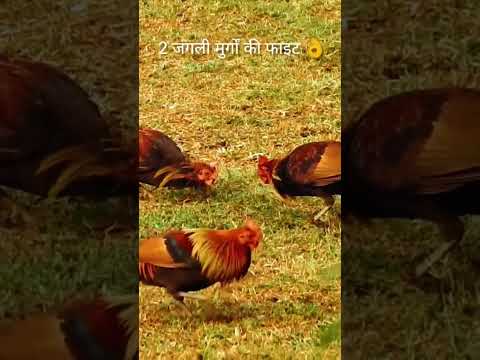 wild rooster fight 💪 #naturelover