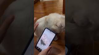 Marking her scent on my phone #cat  #funny #scent