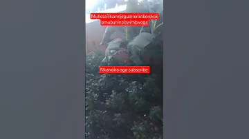 Twigirehamwe Uko Waginga Imboga Zamoko Atandukanye Zikagusiga Amaf Anga Urufito 