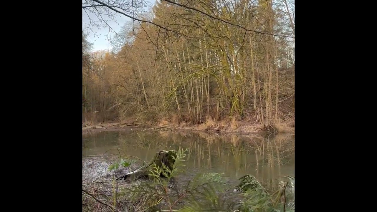 Last day of duck season in my quick blind. 