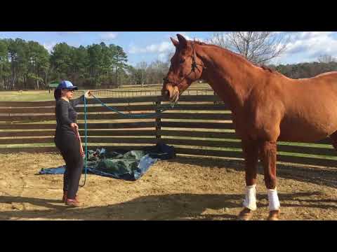 Comment former un cheval à l'eau Cross (Partie 1) Par Joyce Lewis
