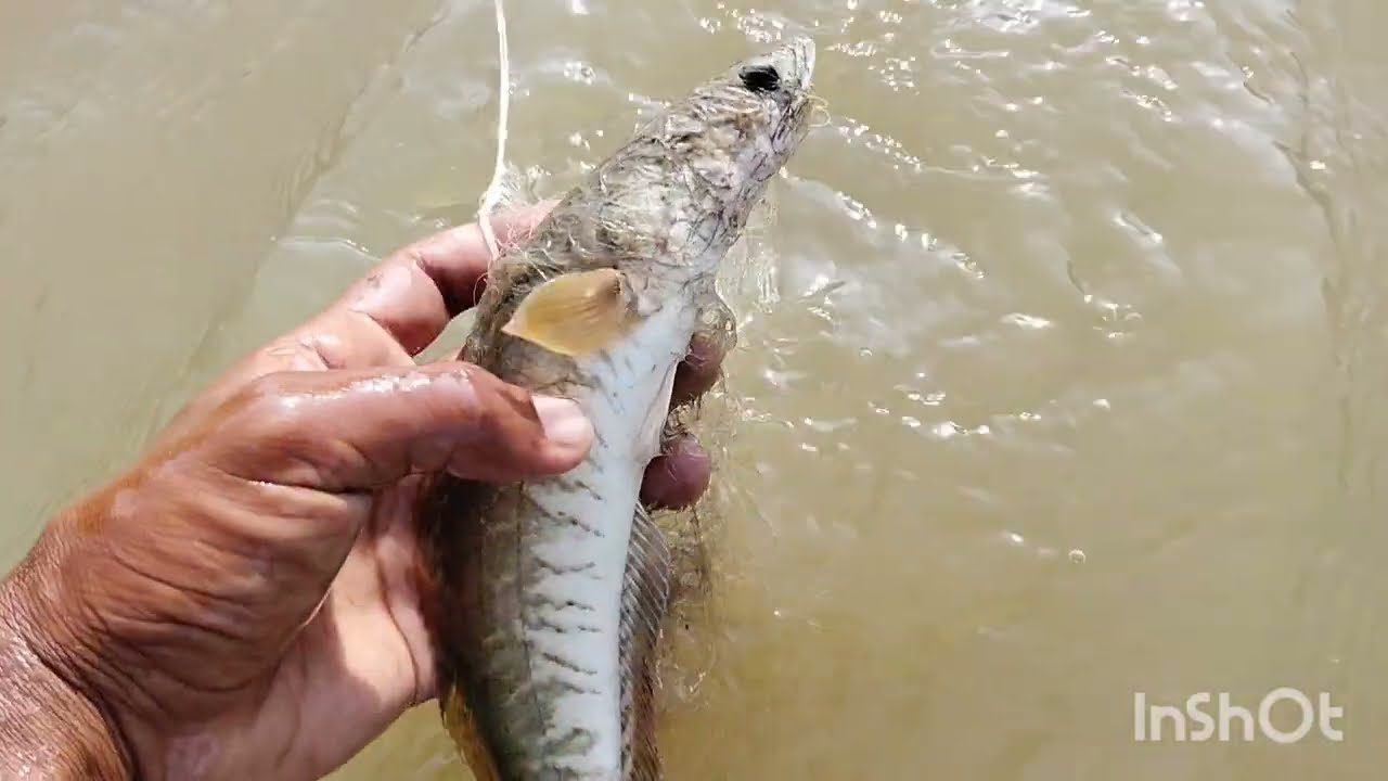 Fish video 🎣 fish catching video😎 fish hunting video!#net
