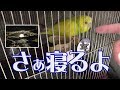 【インコ信頼度チェック】家族でインコがヨシヨシさせてくれるまでのタイムを計ってみた結果