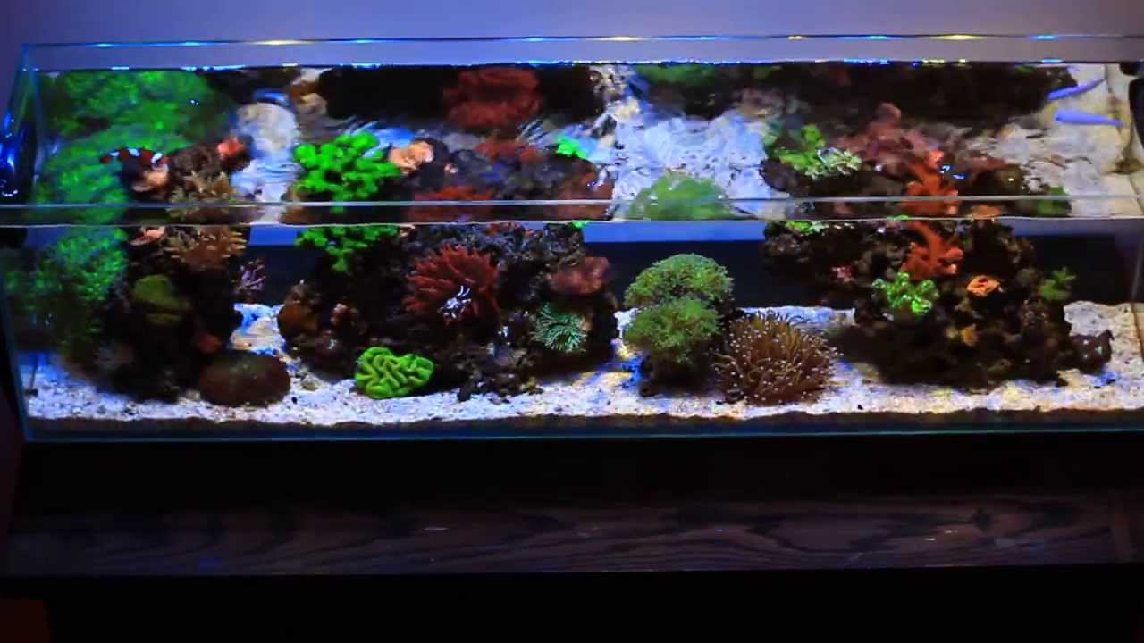 Mr Aqua 12 Gallon Nano - Day 534 Overhead