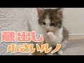 【蔵出し動画】生後2ヶ月子猫のある日の食卓 | ノルウェージャンフォレストキャット Norwegian forest cat