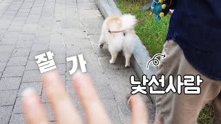 강아지 산책중 주인이 바뀐걸 알아차린 순간