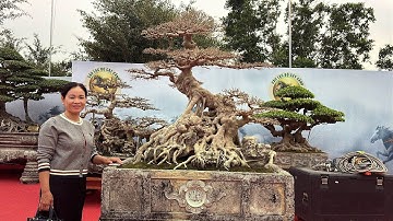 Toàn cảnh không gian trưng bày nhân dịp ra mắt hội bonsai 1978. KM 13/12/2025 Duy tiên Hà Nam