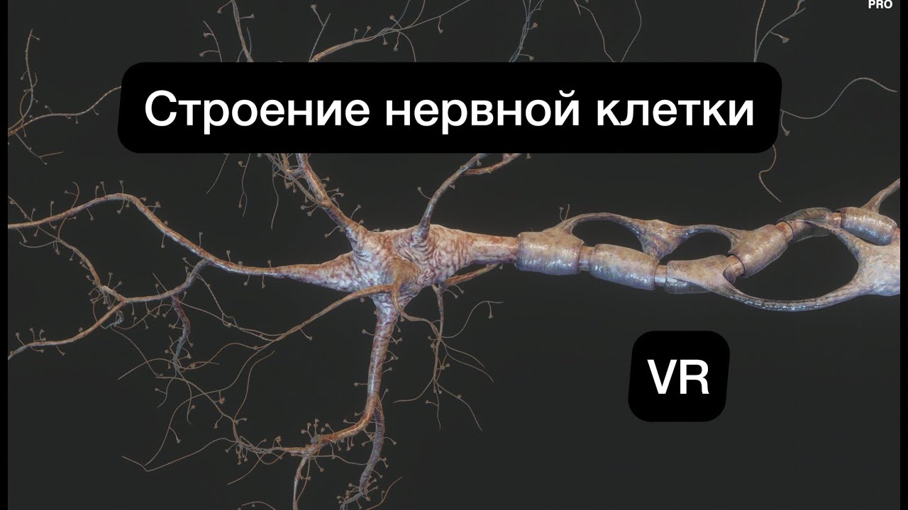 Строение Нейрона в 5D (Анатомия в VR) ЕГЭ/ОГЭ