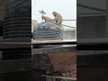 fiber ki taar check krne aaya monkey #comedy #funny #viral #monkey