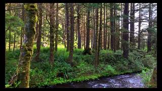 Oregon Coastal River and Forest, DJI Mini 4 Pro