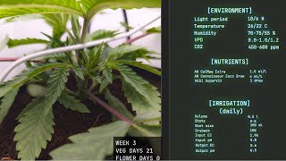 Solfire gardens - Trich Beast - Week 3