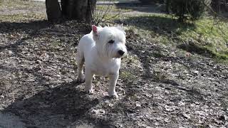 West Highland White Terrier (Westie) Bobby. Funny Imps