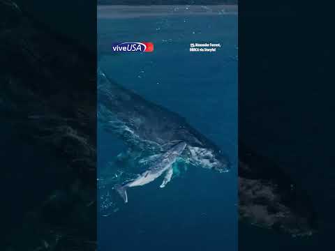 Científicos captan nacimiento de ballena que podría ser único en el mundo