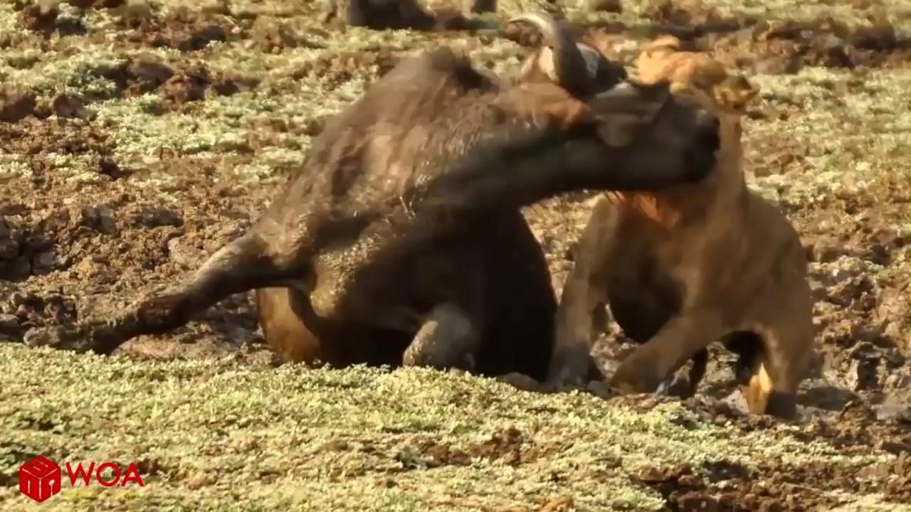 Buffalo Knock Out Lion To Save Congener In The Swamp | Lion Huting Fail | Rescue Buffalo