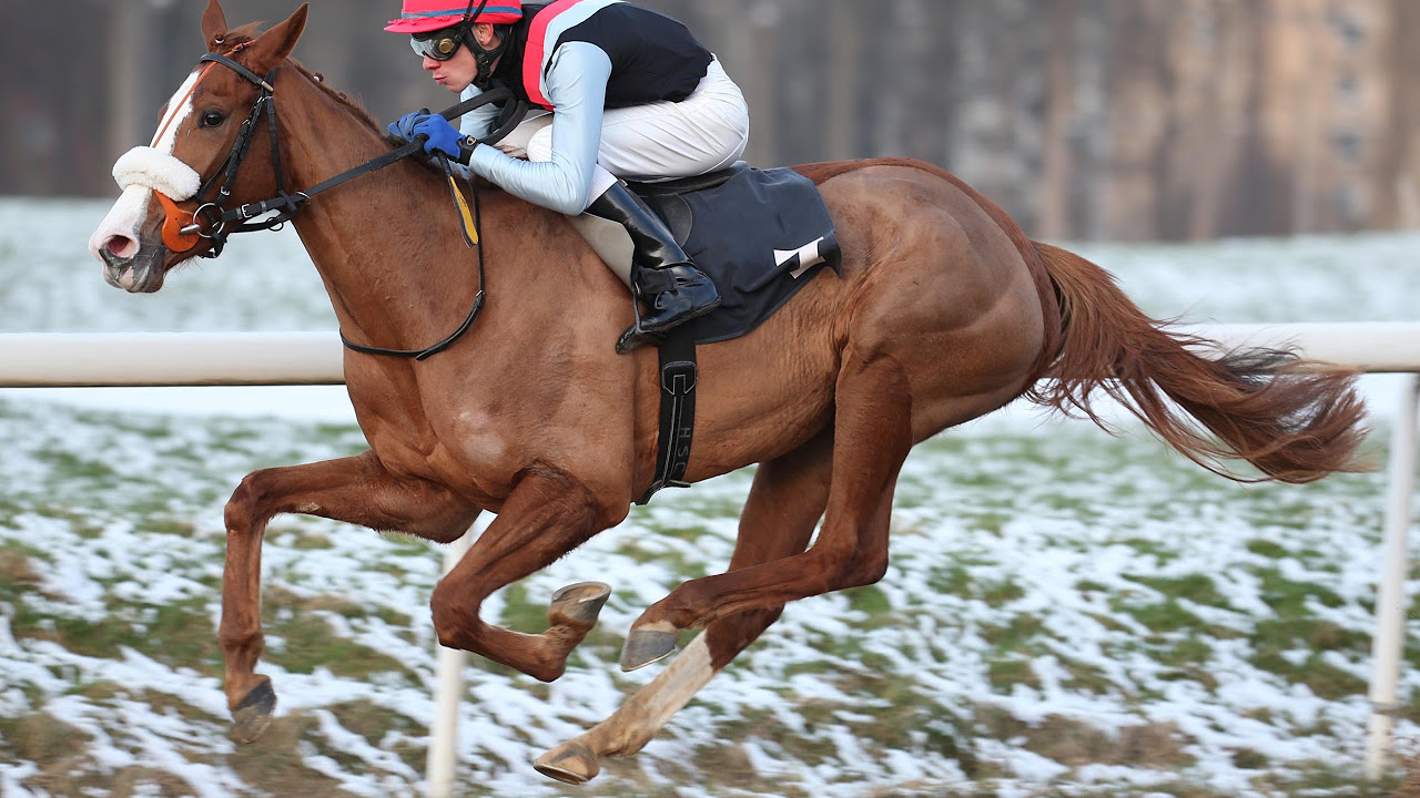 Update Dortmund: Preis der German Tote Annahmestelle (D) - Siegerin: Let's Dance