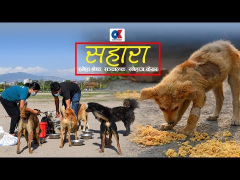 लकडाउनमा पशुपंक्षीको सहारा बनेकी स्नेहा | Onlinekhabar.com