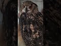 昼間も隠れ家を利用してくれるようになったフクロウ(〇v〇)