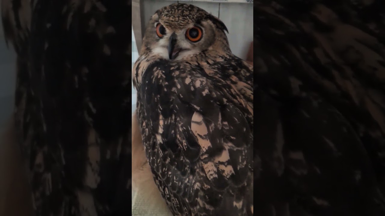 昼間も隠れ家を利用してくれるようになったフクロウ(〇v〇)