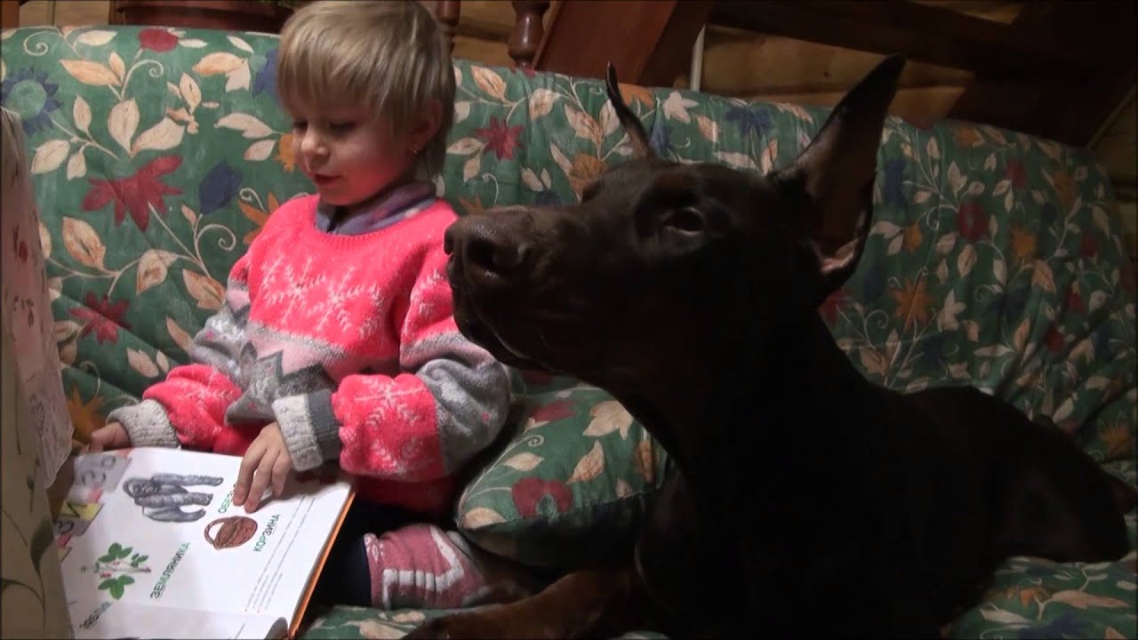 Cute dog and adorable baby. An adoroble baby reads to the doberman