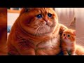 Cat and kitten sad story  cat kitten catlife  ozzcute  