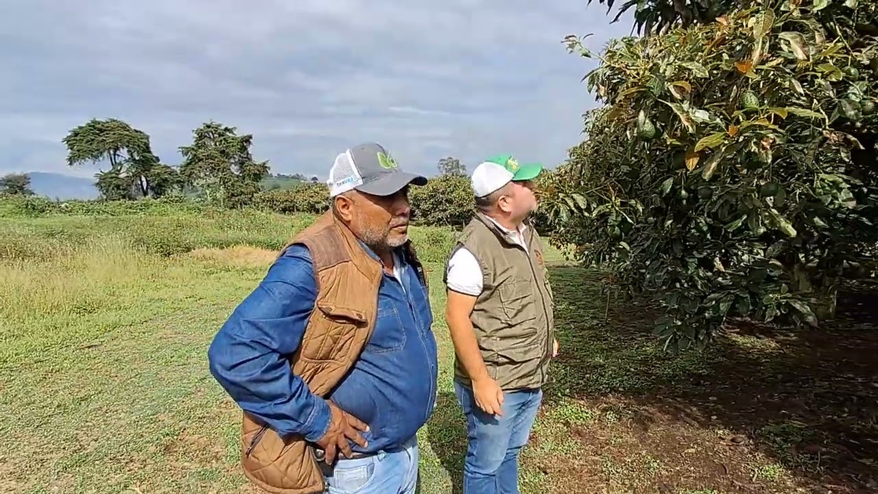 ALTOS RENDIMIENTOS EN AGUACATE/GUATEMALA/20240925/ING FREDY CARRERA/ING S.p JULIAN CORREA.