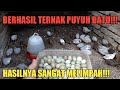 TERNAK PUYUH BATU SISTEM KOLONI - TELURNYA BANYAK BANGET!!!