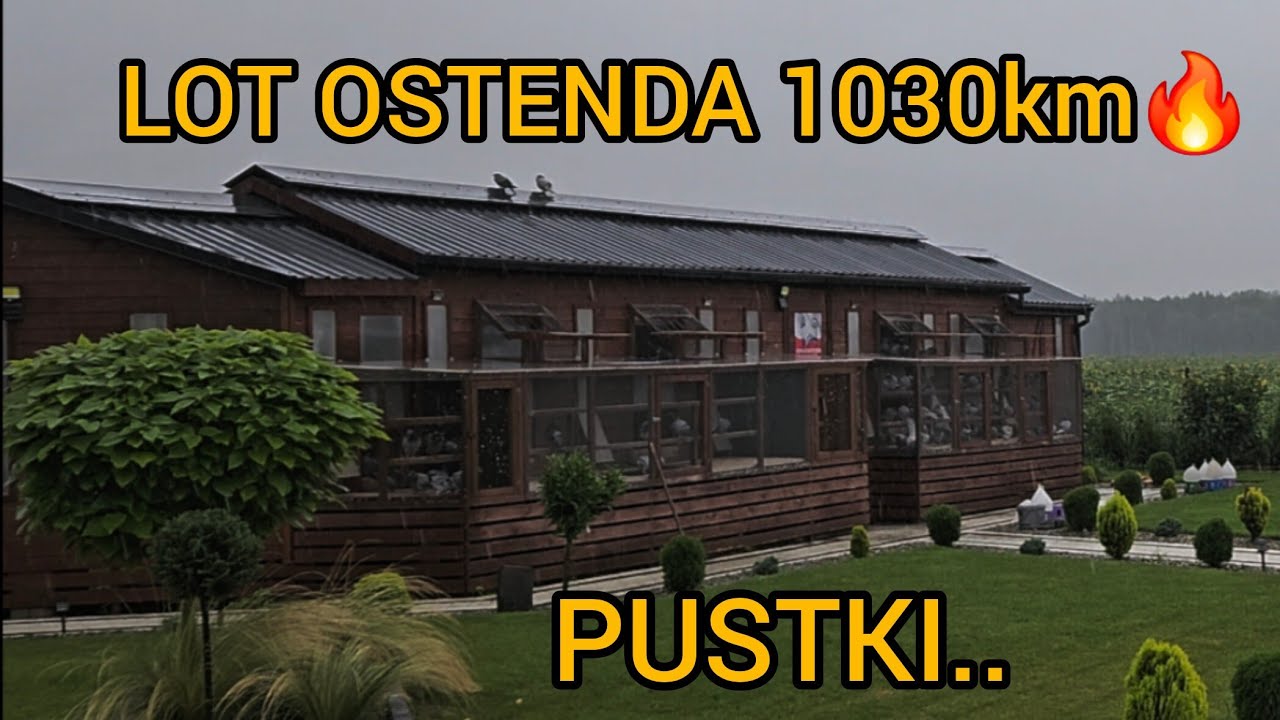 LOT OSTENDA 1030km🔥 PUSTKI W GOŁĘBNIKU Z TEGO LOTU✅️ POGODA POKRZYŻOWAŁA PLANY Gołębie Pocztowe 2025