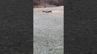 Två arga dovhjortar #dovhjort #nature #foryou