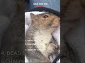 TOP FUNNY ANIMAL MOMENTS EVER!  😂😂