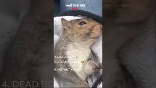 TOP FUNNY ANIMAL MOMENTS EVER!  😂😂