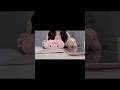 study vlog | study with me #adayinmylife