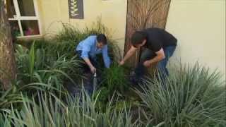 The Garden Gurus - Creating Frog Friendly Gardens