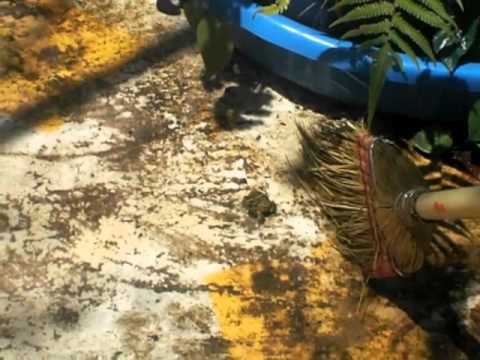 Operation get frog and GloZell out the pool part 3 by GloZell the VERY Mean SK and Mean Mom